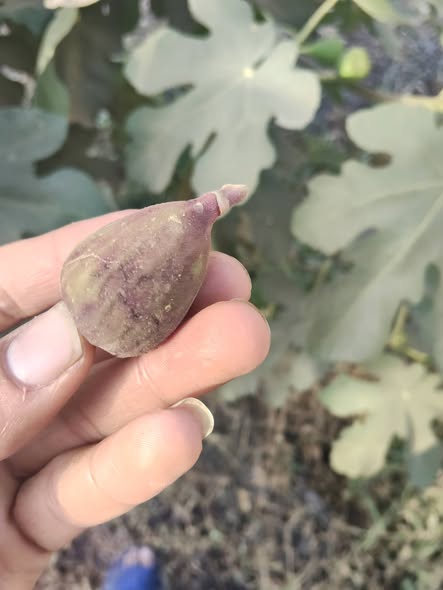 اي نوع الاصابه والعلاج الفعال